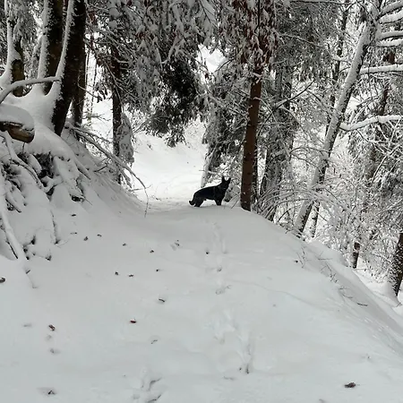 Haus Biechl Mit Blick Auf Burg Hohenwerfen * Pfarrwerfen
