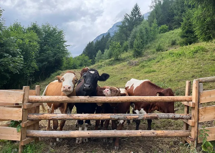Haus Biechl Mit Blick Auf Burg Hohenwerfen Pfarrwerfen